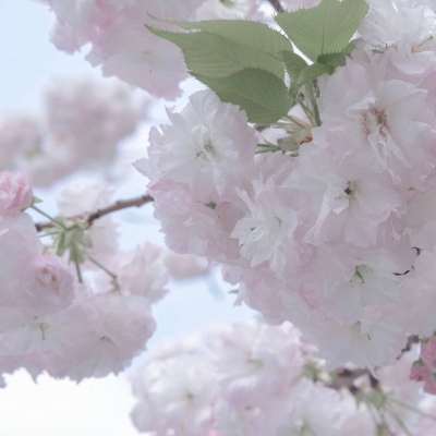 Furry绘画原创灵感Furry群